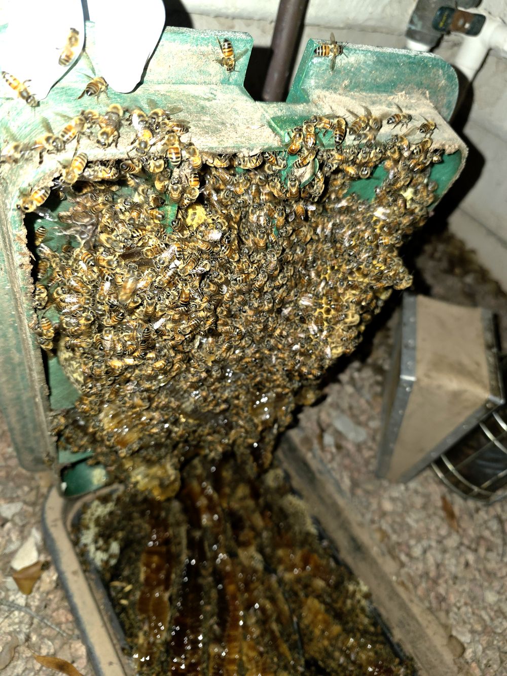 Honeybees clustered on a comb built onto the underside of a green irrigation box lid, with more comb below