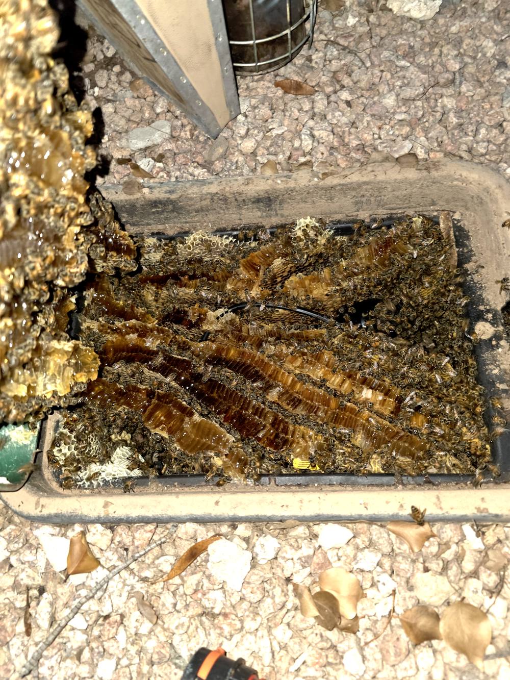 Lid removed from an in-ground irrigation box showing rows of honeycomb packed with honey and covered in honeybees