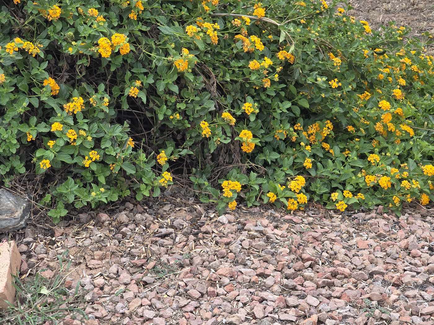 An overgrown lantana bush with yellow flowers on a gravel yard edge, hiding an irrigation box underneath